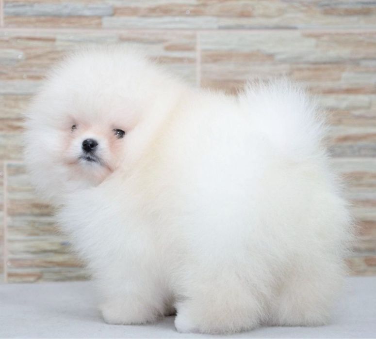 Baietel pomeranian mini/toy!