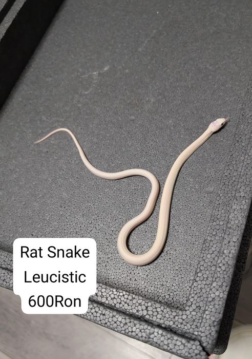 Leucistic Rat Snake