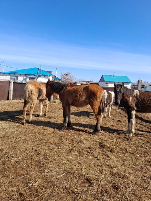 Тайлар еркек 4 бас сатылады