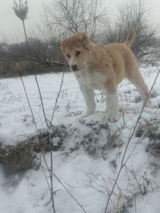 Щенки алабая САО