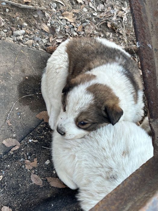 Алабай күшік 5 еу