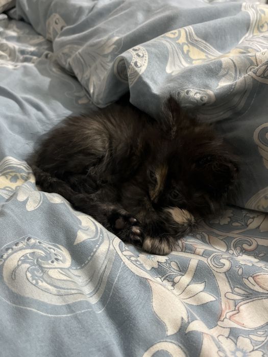 котенок маленький мальчик