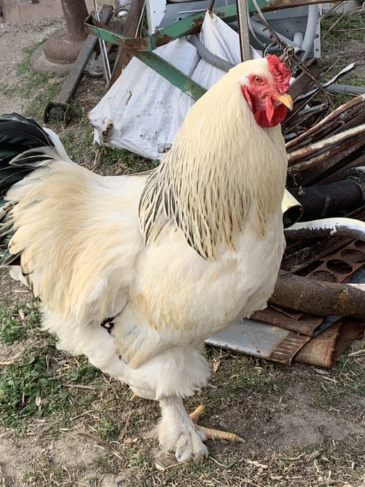 Млади петли(не чистокръвна Колумбийска брама)