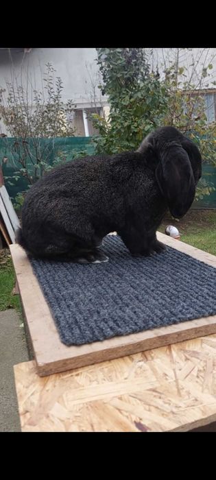 Iepuri Rasa Marele Berbec German