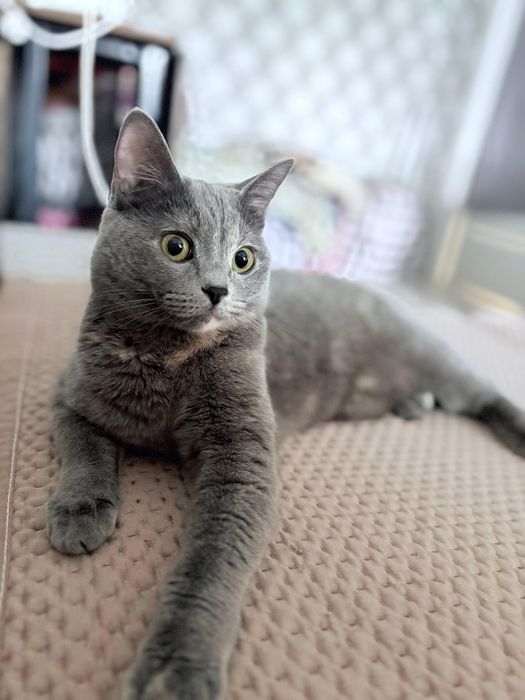 Отдаём в добрые и ответственные руки нашу любимую кошечку
Ооотд