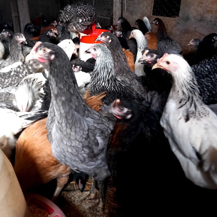 Vând puicute ouă "Dominante"