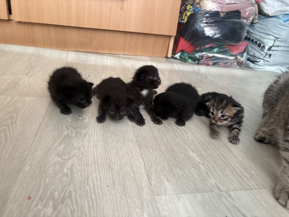 Котятааа бесплатно