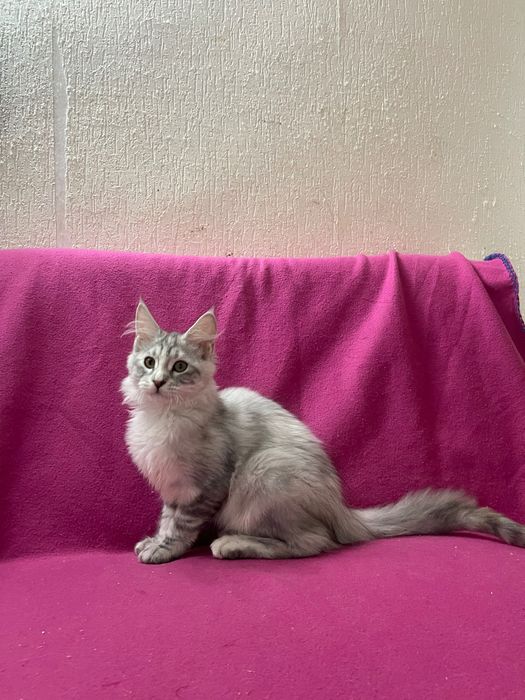 Maine Coon cu părinții campion.