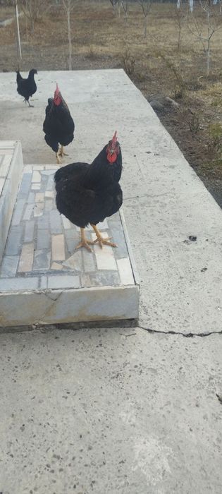 Товук ва куркалар сотилади