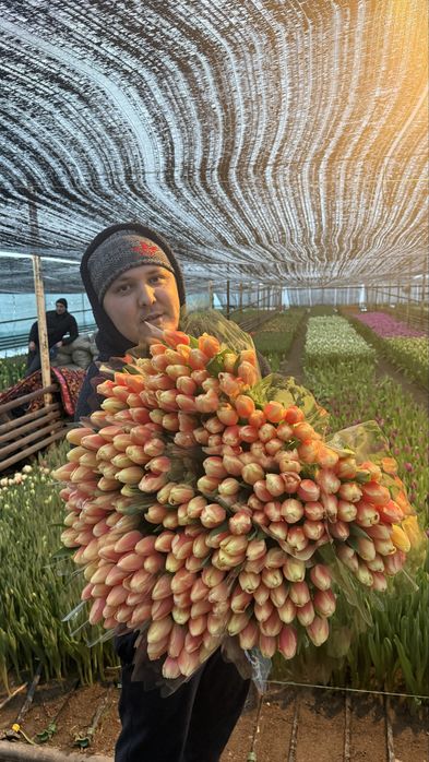 Люкс тюльпан.