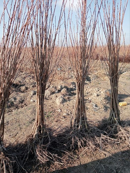 Gilos kuchatlari bor xar xil navlardan ertpishar kechpishar