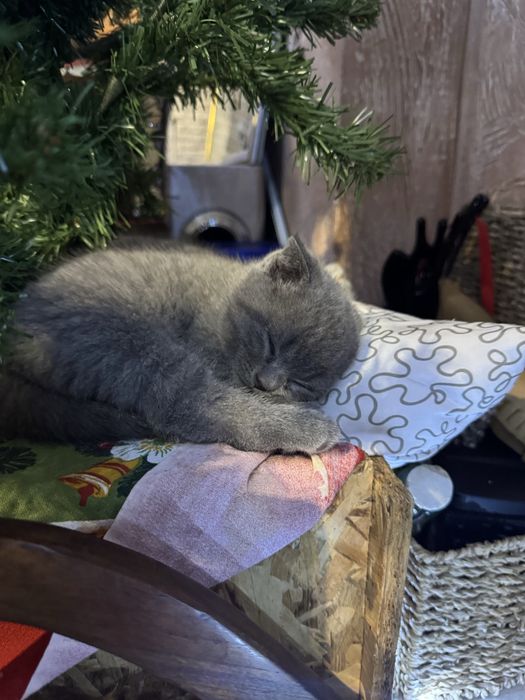 Британски сини коткенца