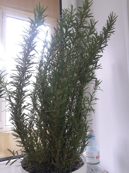 Розмарин  растение