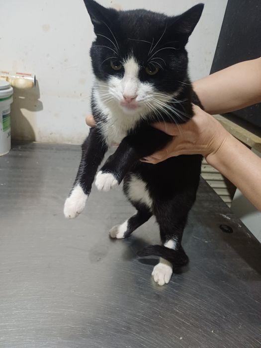 Тегін үй мысығы үлкен