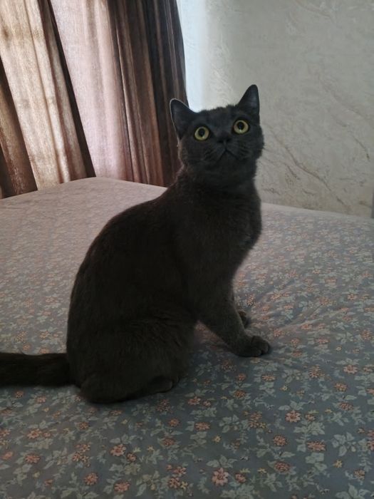 #Hadiyaga Mushuk (Britan) Bitirish Shorthair blue