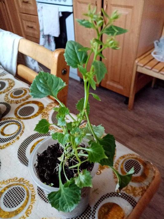 Кампанула жених и невеста