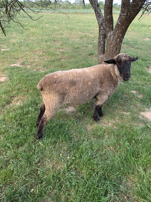 Berbec suffolk de vanzare