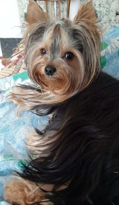 Щенки йоркширского терьера миники