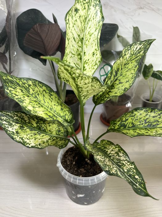 Комнатные растения