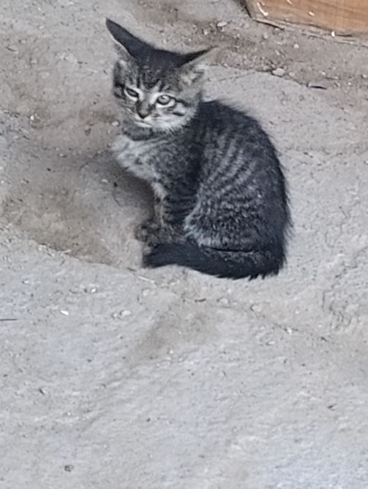 Отдам даром котят