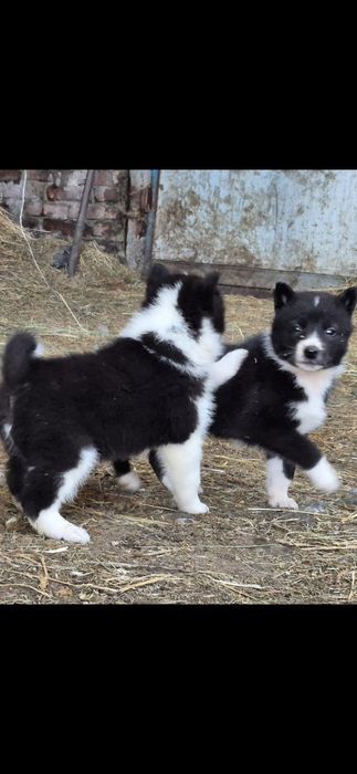 Щенки русско-европейской лайки