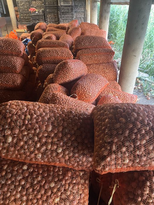 Vand Arpagic calibru 14-17