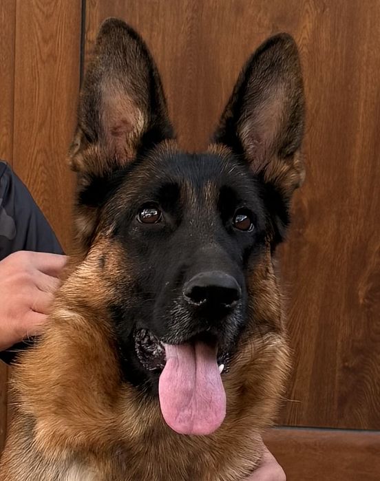 Немска овчарка мъжко куче