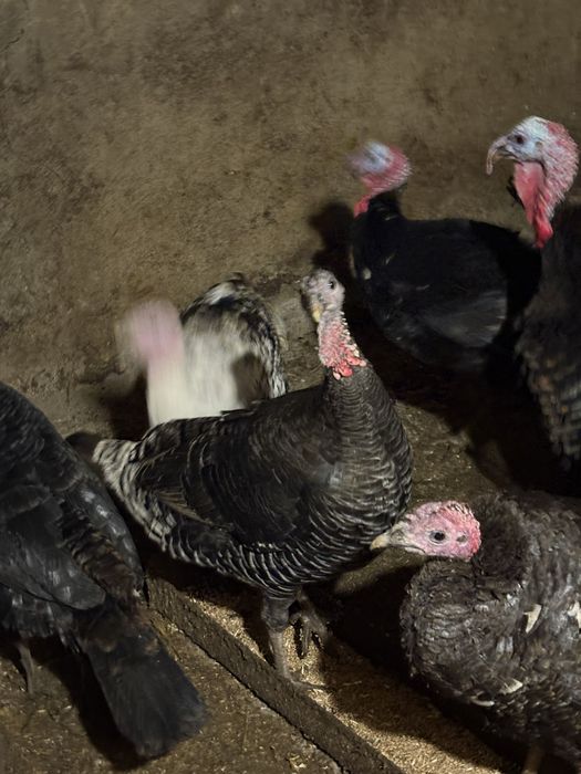 Индюшки и индюки