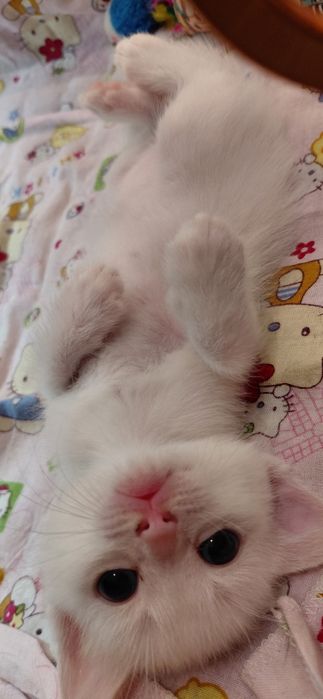 Отдам котят бесплатно
