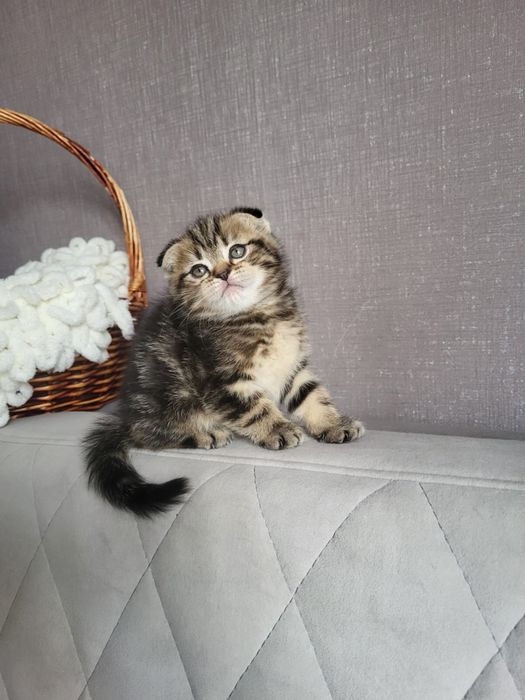 Чудо шотландские котики