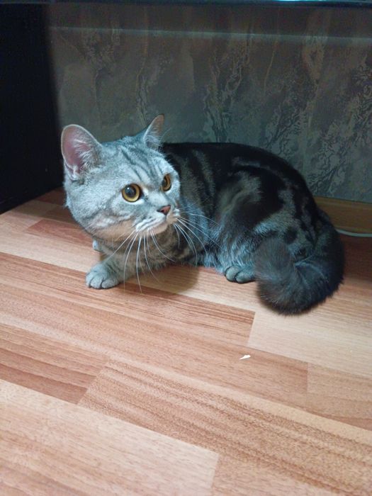 Мысық сатамын 250 000