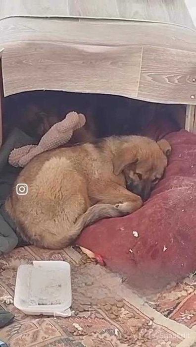 Щенкам нужен дом! Очень срочно!