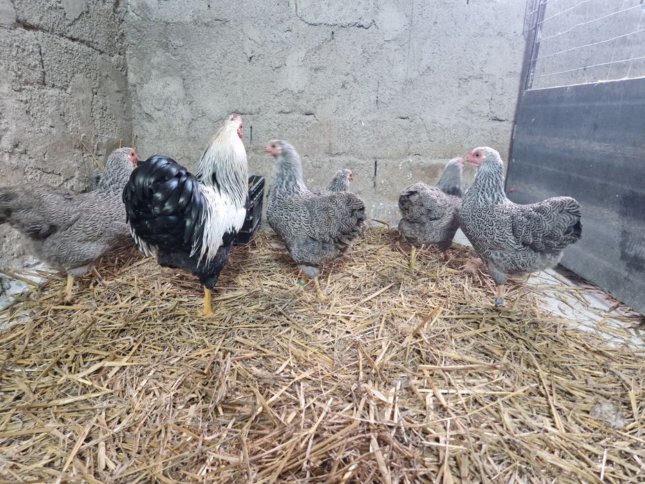 Wyandotte pitic argintiu cu benzi duble