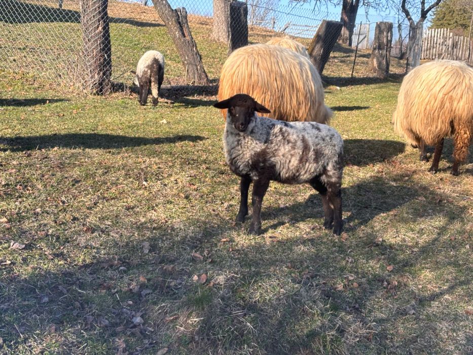 Vând oi + miei!!