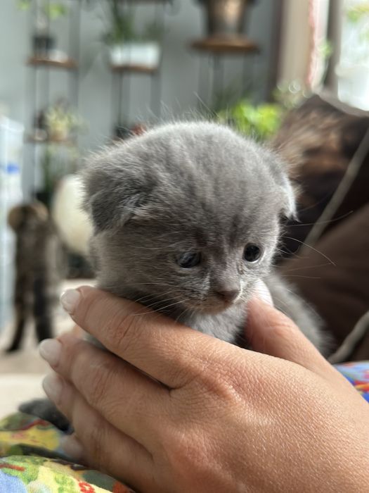 Котенок девочка британец