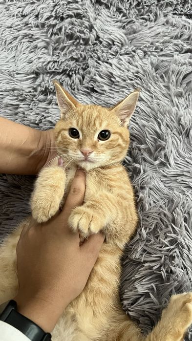 Отдам даром в добрые и заботливые руки