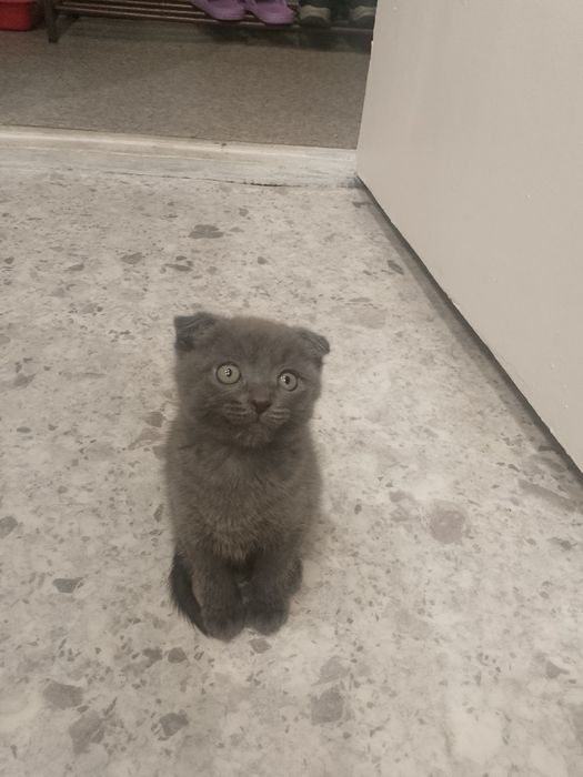Продам Породистых Котят