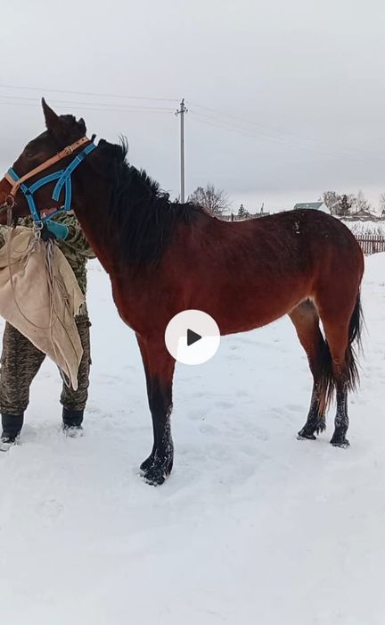 Лошадь кобылка 2года будет