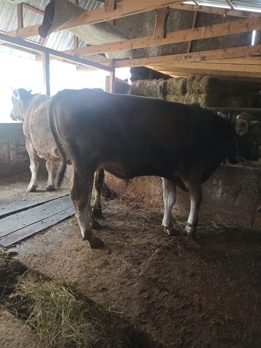 Продам быка швид