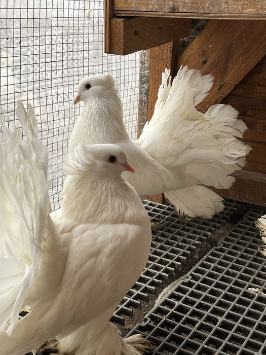 Porumbeii voltați indieni