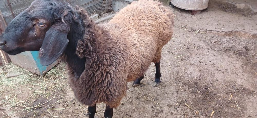 Қой сатылады түркістан