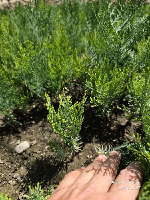 Туя голд кучатлари