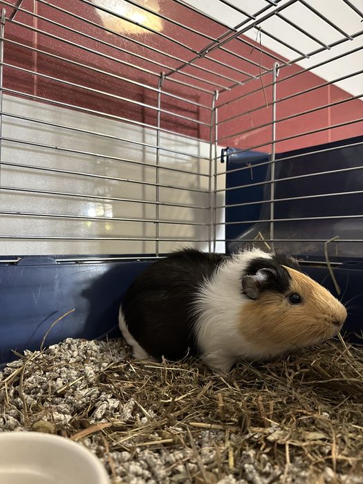 Porcusori de Guineea