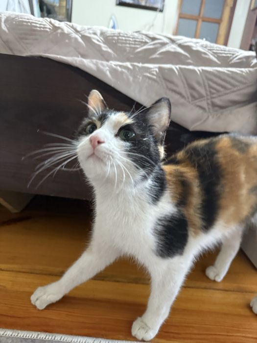 триколор трехцветный домашний котенок девочка ищет любящих хозяев