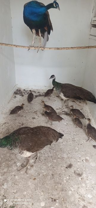 Продам павлинят.