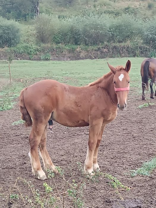 De vânzare iapă cu mânz.