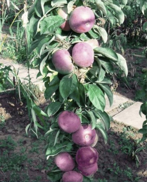 Pomi fructiferi columnari pe rod