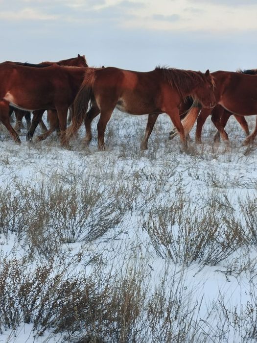 Екі бие сатылады казаки