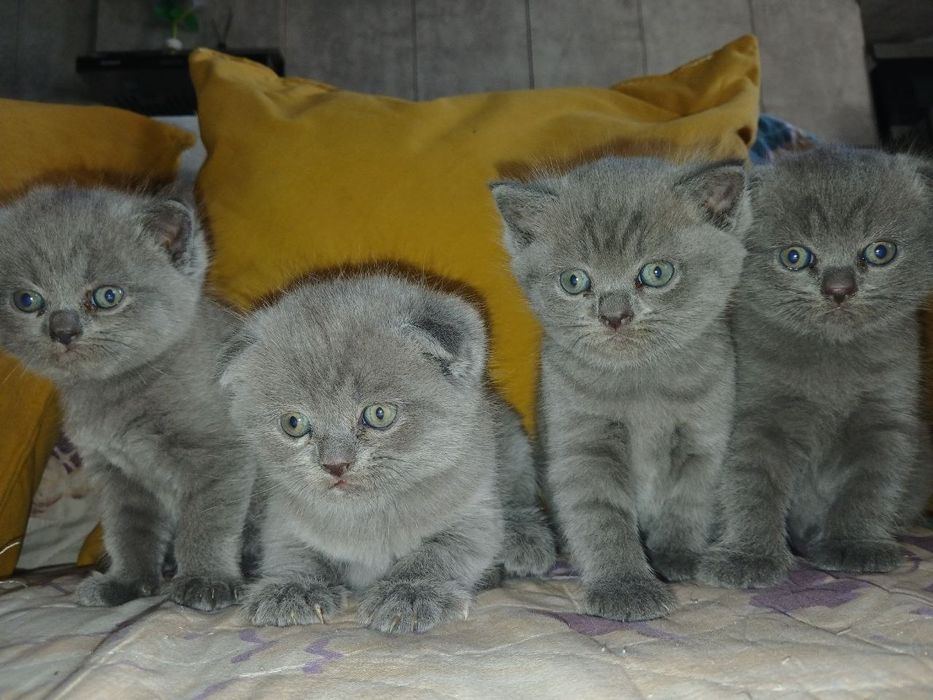 Продам скоттиш фолд мальчика и девочку