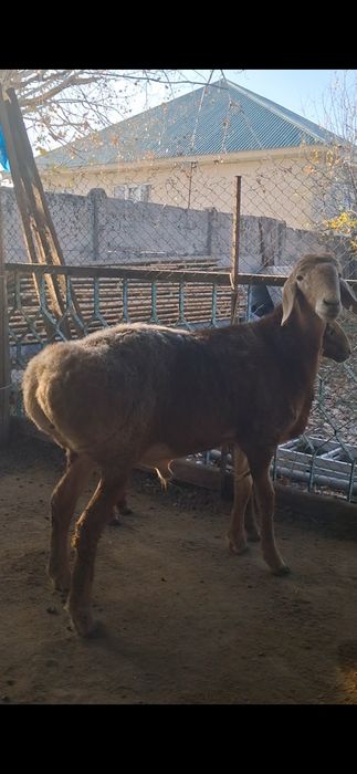 Арашан қозы сатылады